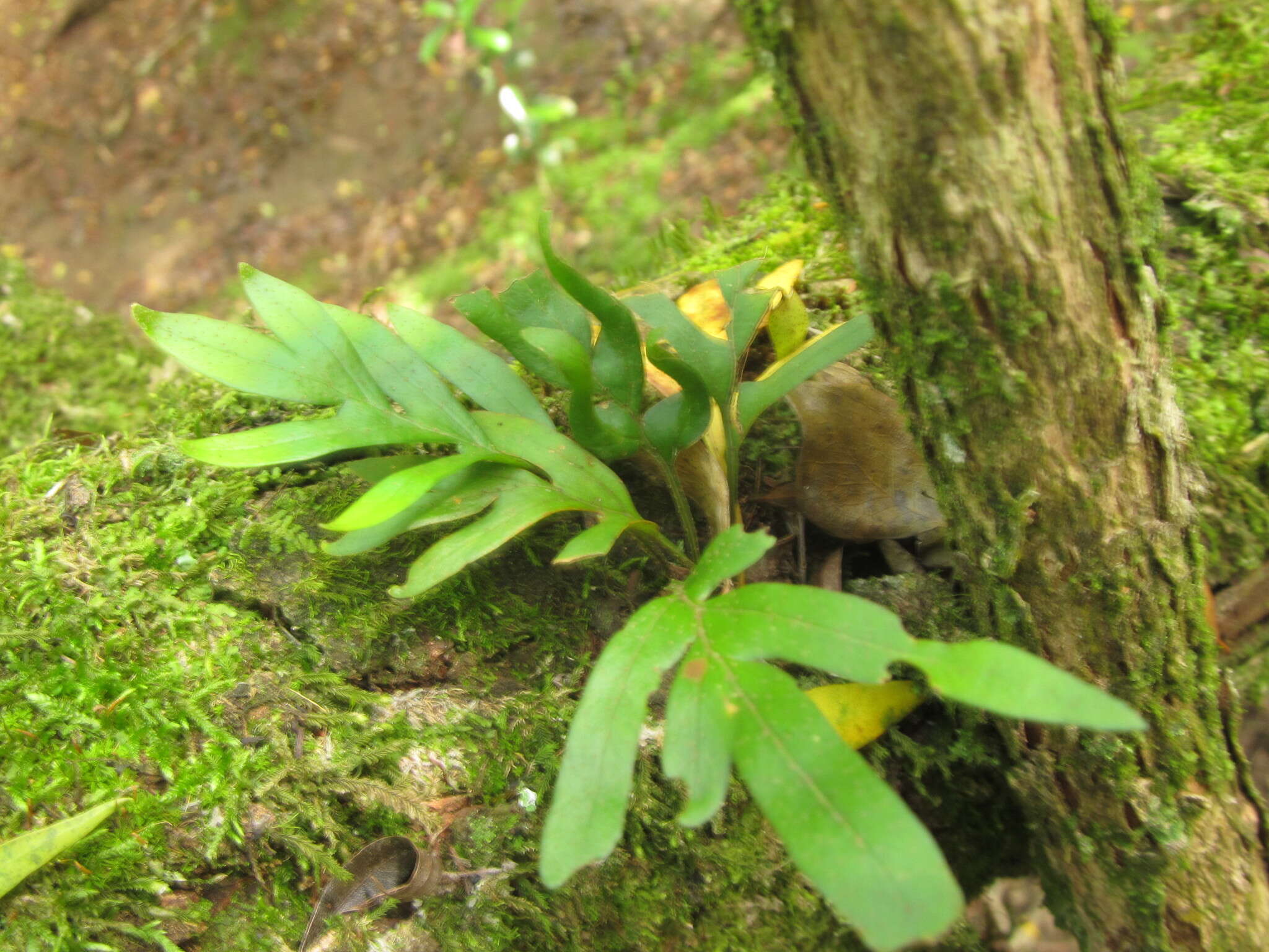 Image de Pleopeltis pleopeltifolia (Raddi) Alston