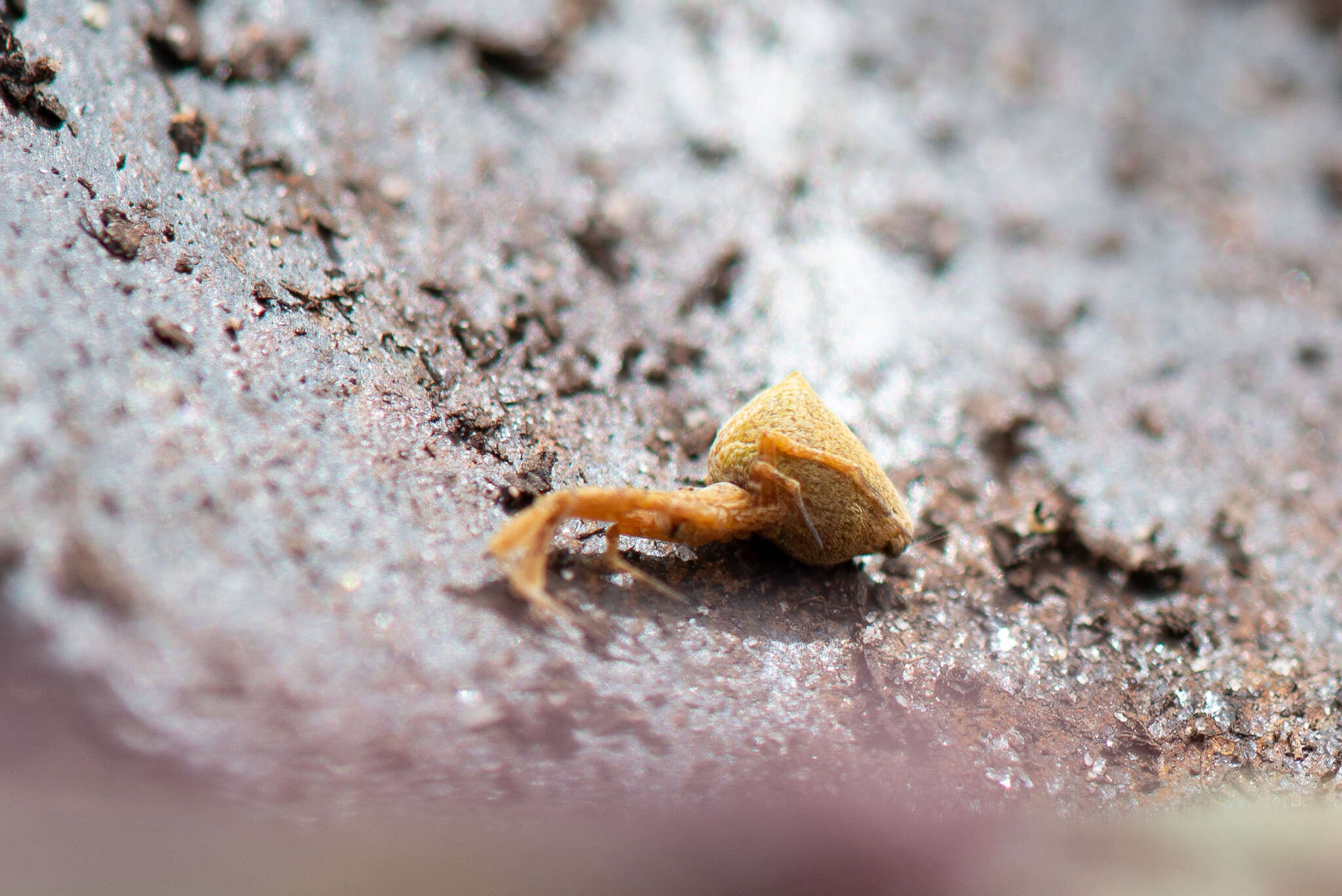 Image of Uloborus barbipes L. Koch 1872