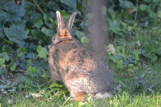 Image of New England Cottontail