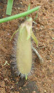 Image of Crotalaria burkeana Benth.