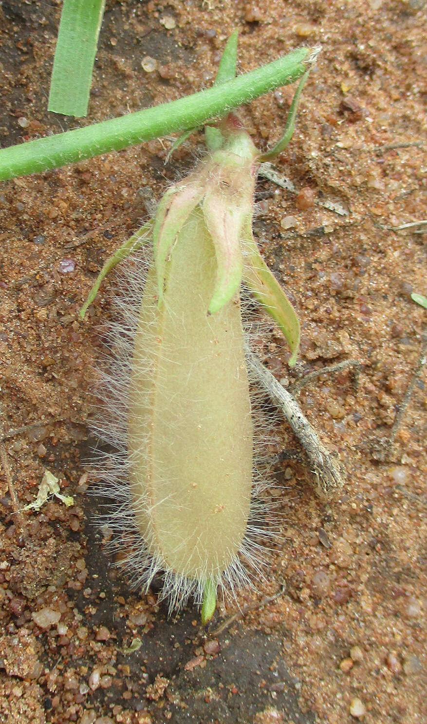 Image of Crotalaria burkeana Benth.