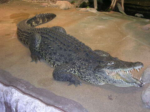 Image of Cuban Crocodile