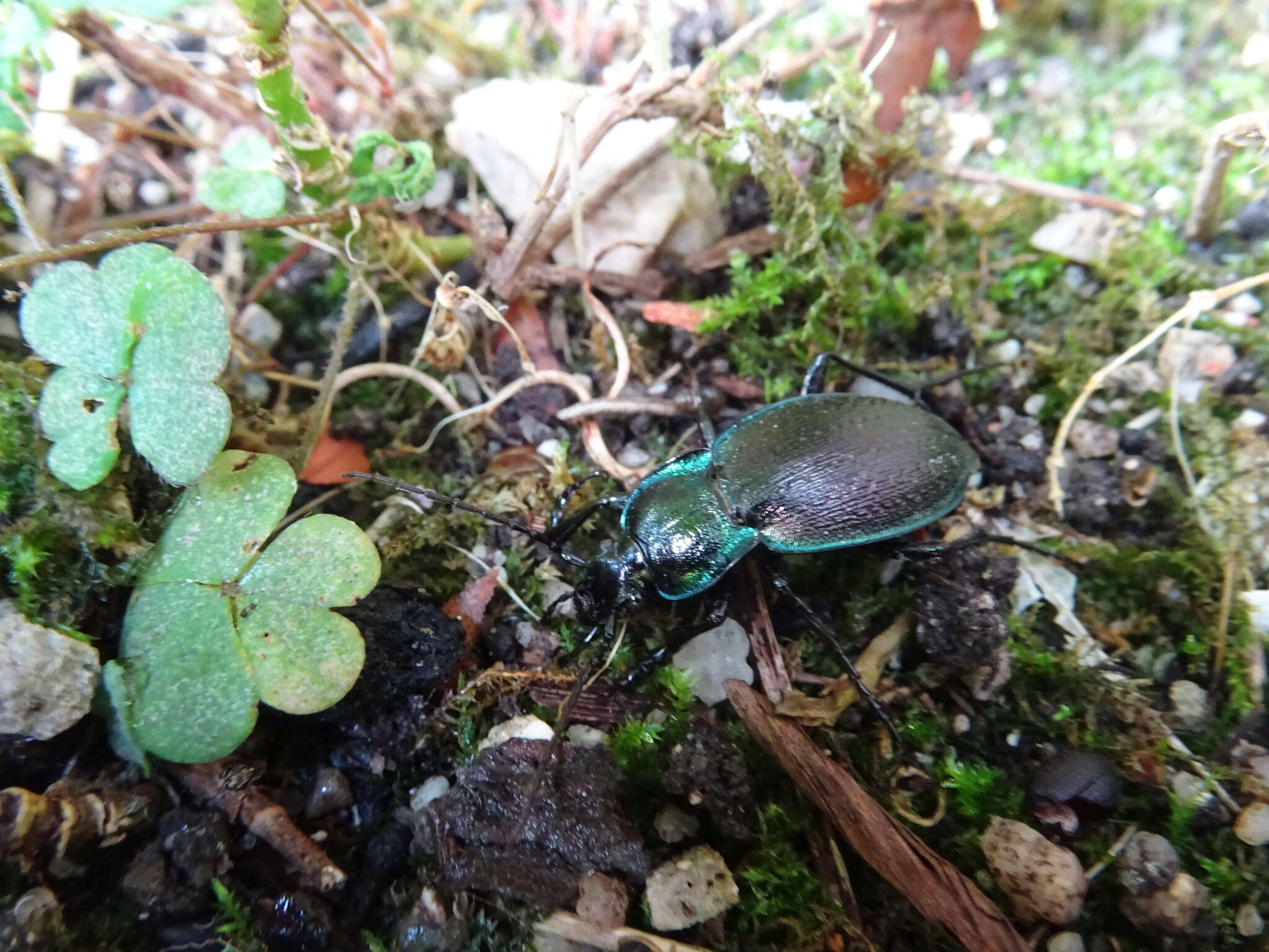 Carabus (Oreocarabus) guadarramus La Ferté-Sénectère 1847 resmi