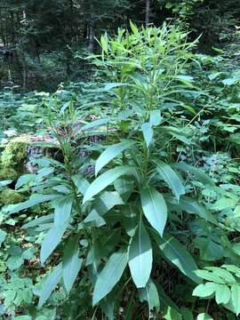 Image of wood ragwort