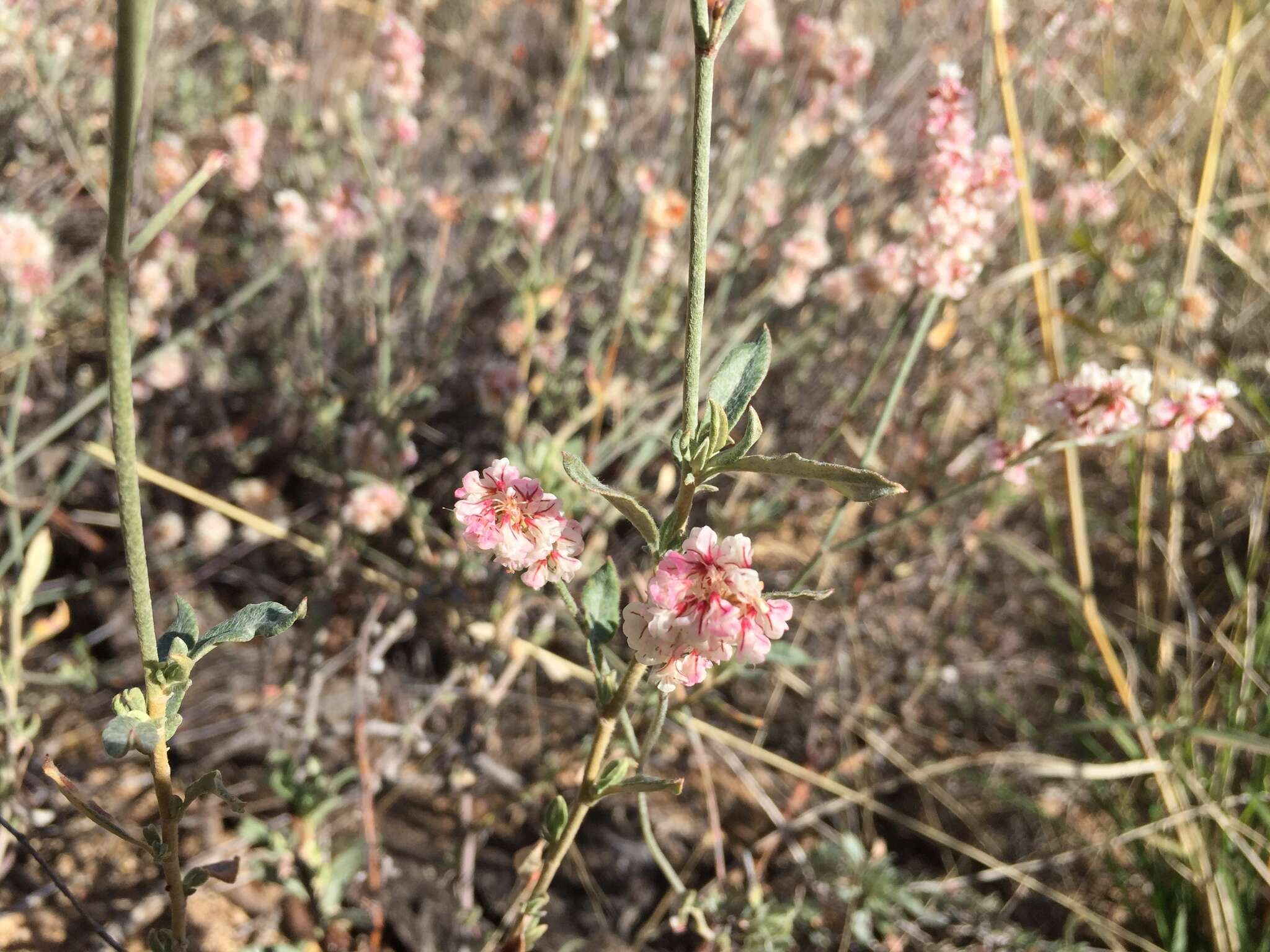 Image of Abert's buckwheat