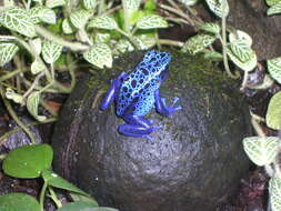 Image of Dendrobates azureus