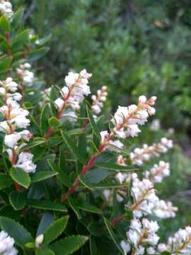 Image de Gaultheria ulei Sleum.