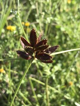 Image of Cyperus macranthus Boeckeler