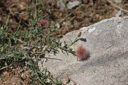 Image of Noticastrum diffusum (Pers.) Cabrera