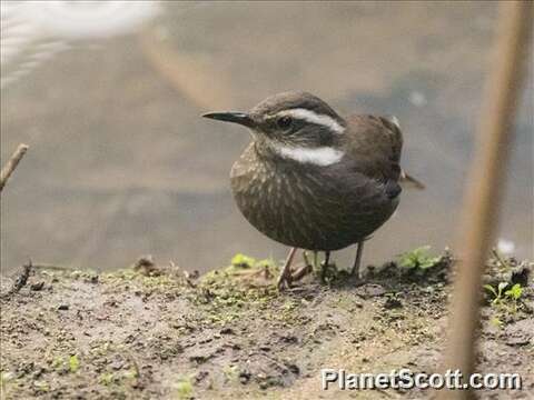 Image of Dark-bellied Cinclodes