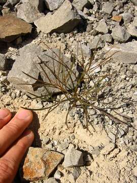 Image of Anisotome filifolia (Hook. fil.) Cockayne & Laing