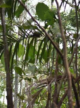 Image de Montrichardia linifera (Arruda) Schott