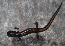 Image of Gold-striped salamander