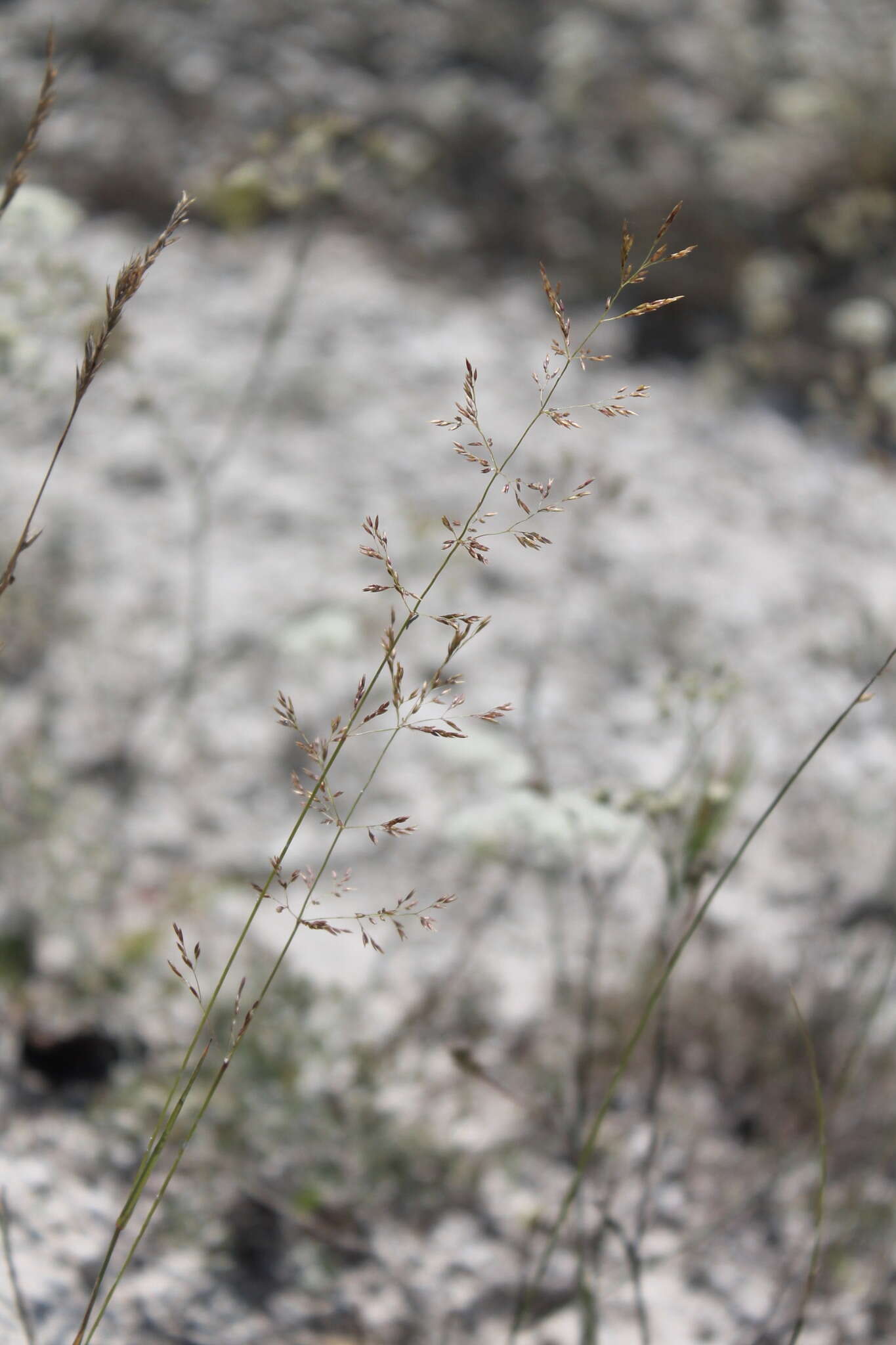 Plancia ëd Festuca cretacea T. I. Popov ex Proskor.