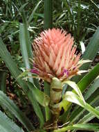 Image of Ananas comosus var. bracteatus (Lindl.) Coppens & F. Leal