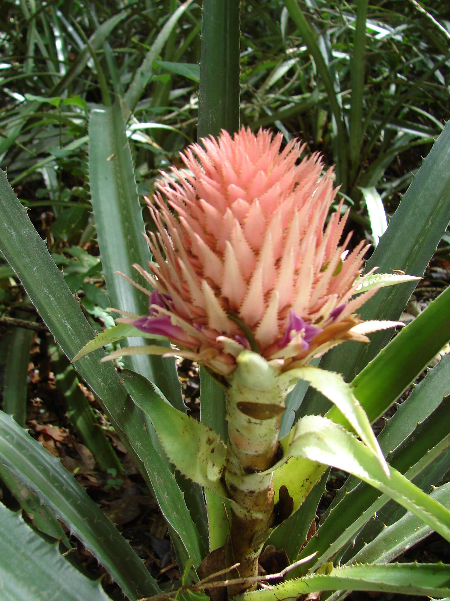 Image of Ananas comosus var. bracteatus (Lindl.) Coppens & F. Leal