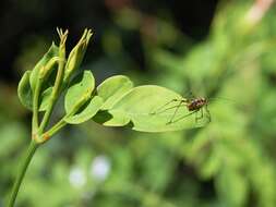 Image of Mediterranean Katydid