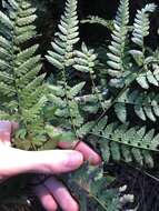 Image of Common Ground Fern