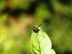 Image of Mediterranean Katydid