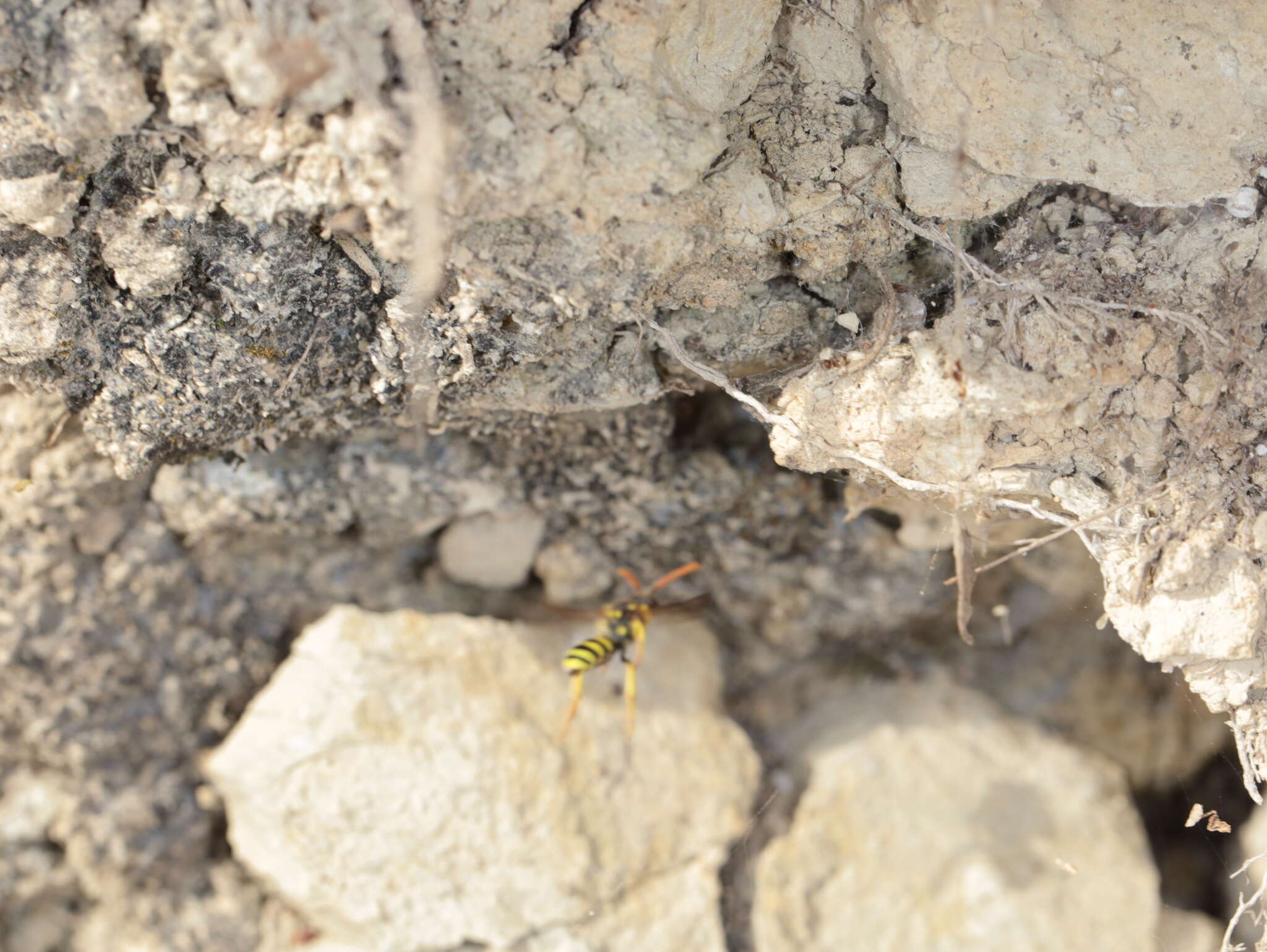 Image of Nomada succincta Panzer 1798