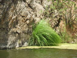 Image of Tufted Sedge