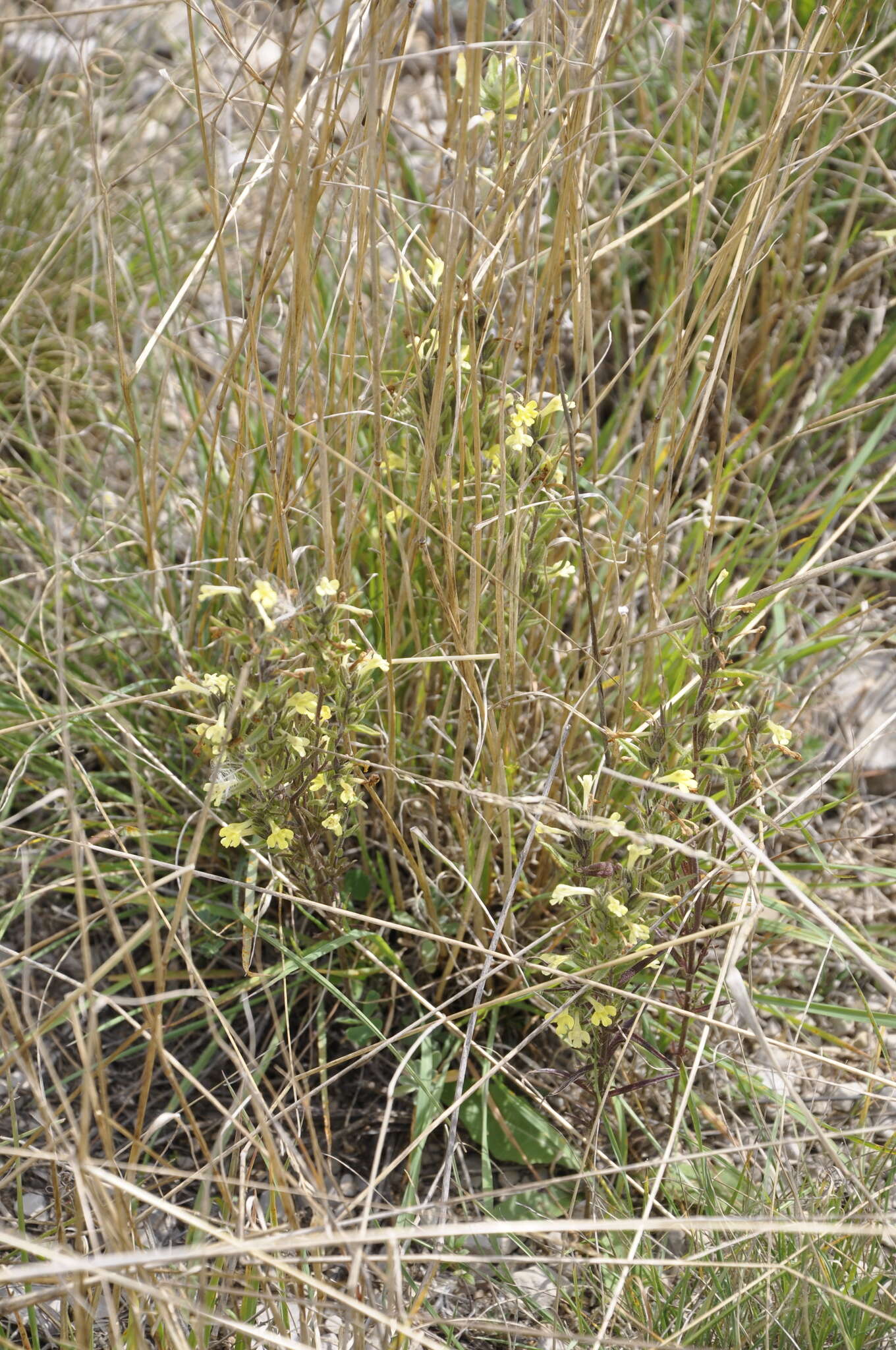 Plancia ëd Macrosyringion glutinosum (M. Bieb.) Rothm.