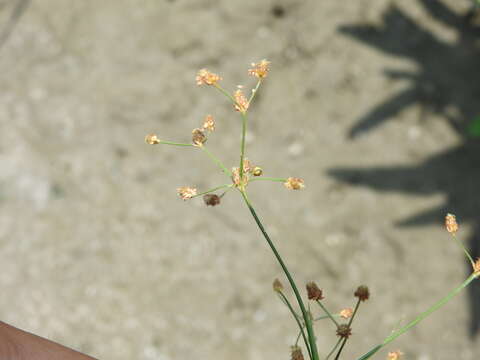 Plancia ëd Fimbristylis littoralis Gaudich.