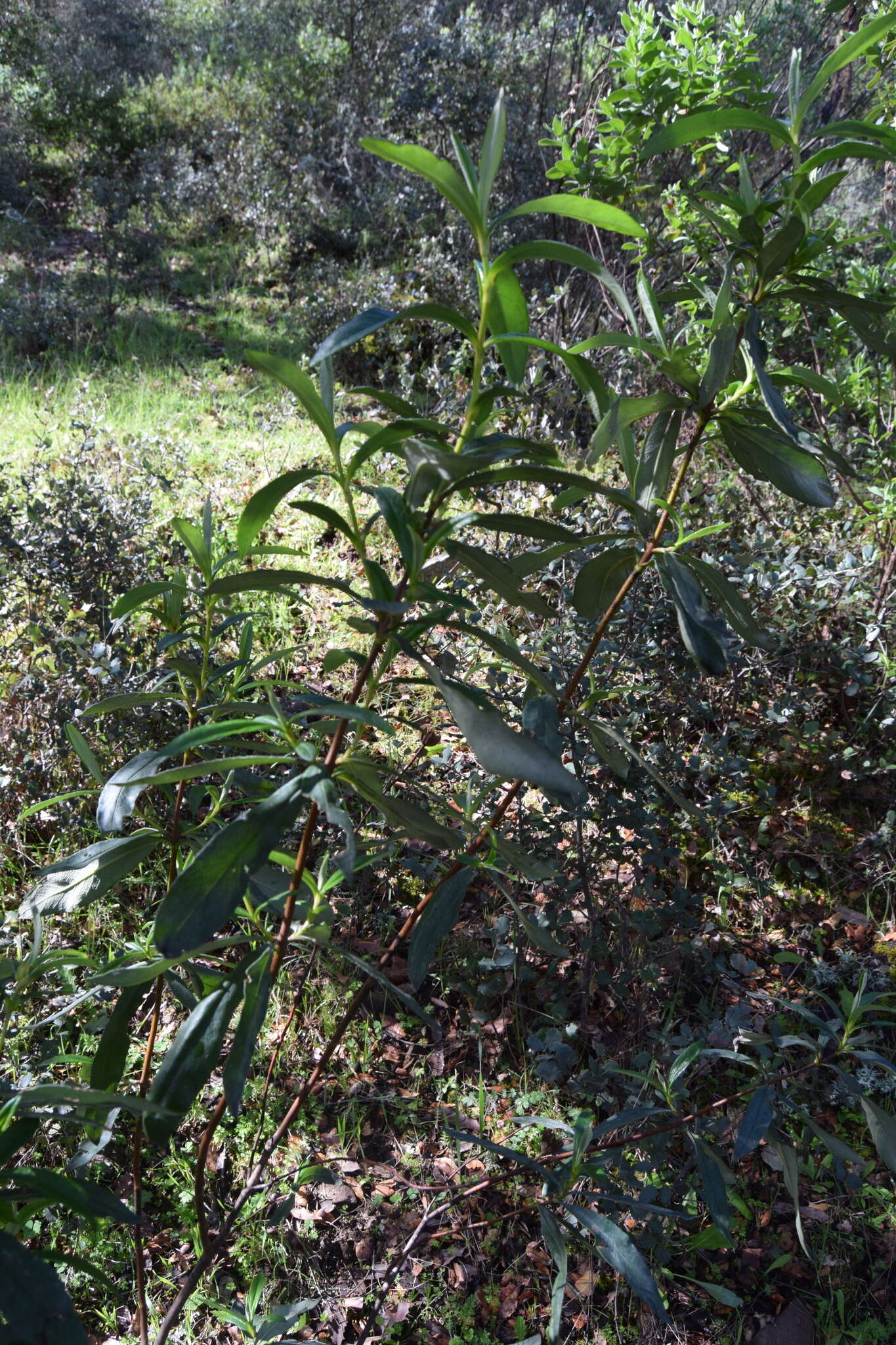 Image of common gum cistus