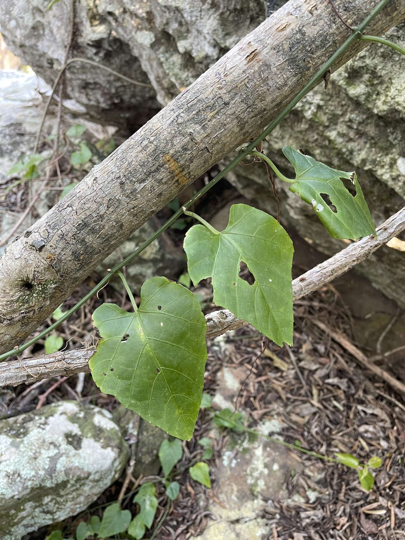 Image of Cissus fragilis E. Mey.