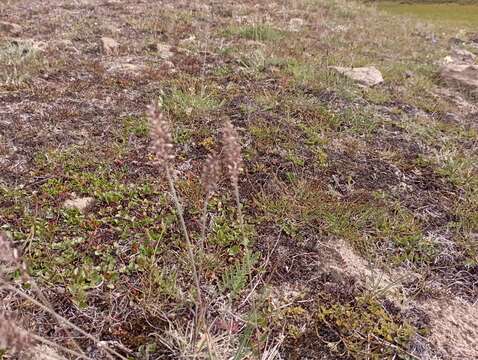 Image of Eurasian Junegrass