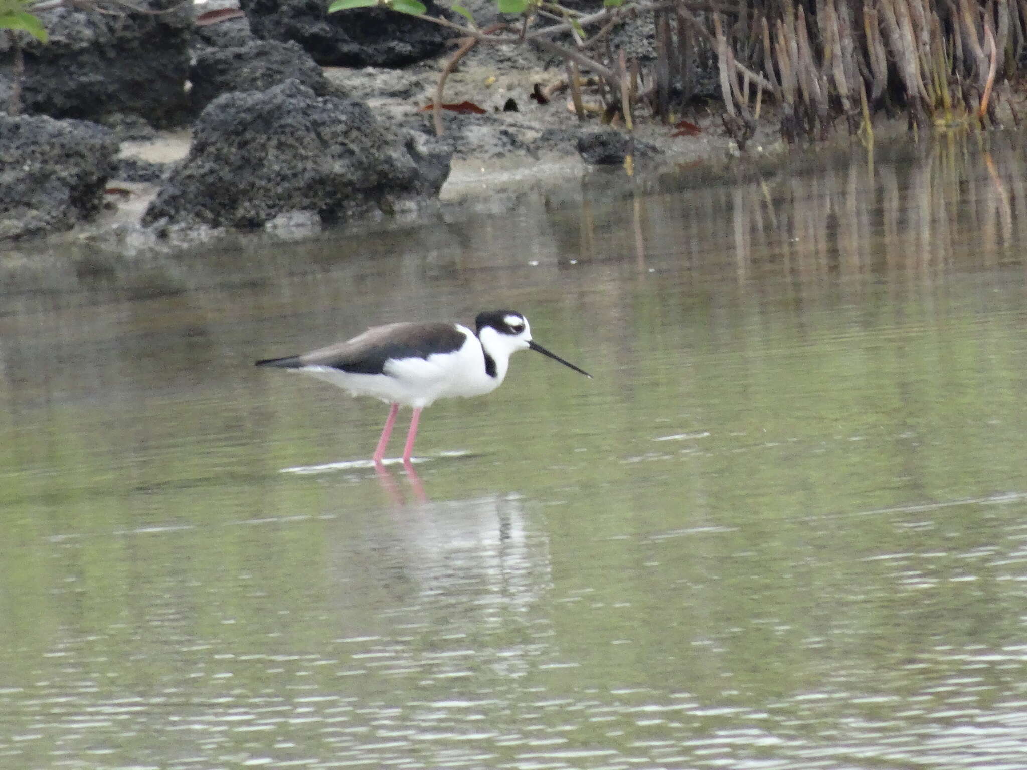 Image of Himantopus Brisson 1760