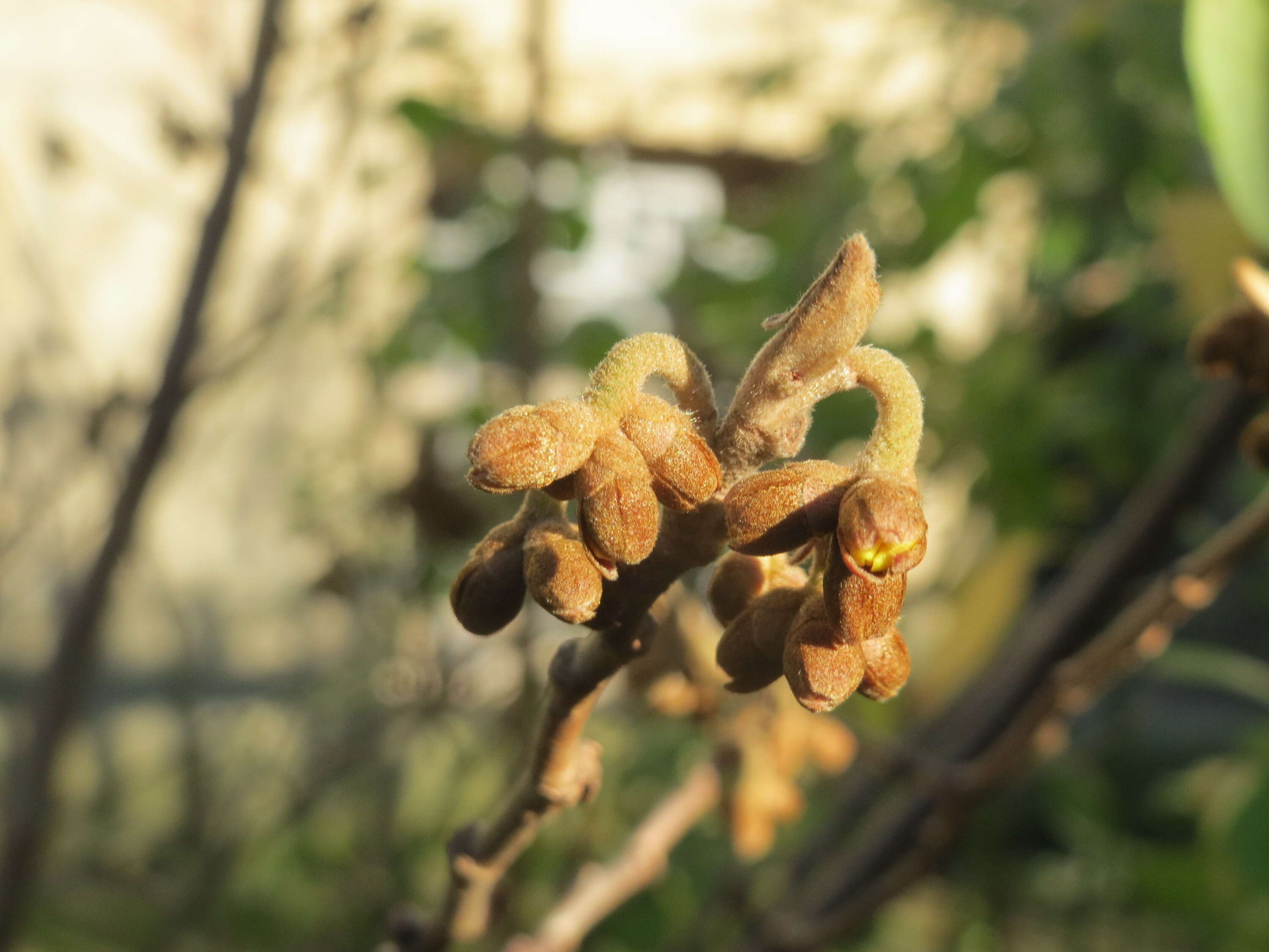 Imagem de Hamamelis virginiana L.