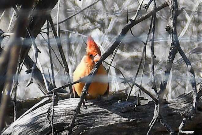 Image of Cardinalis cardinalis superbus Ridgway 1885