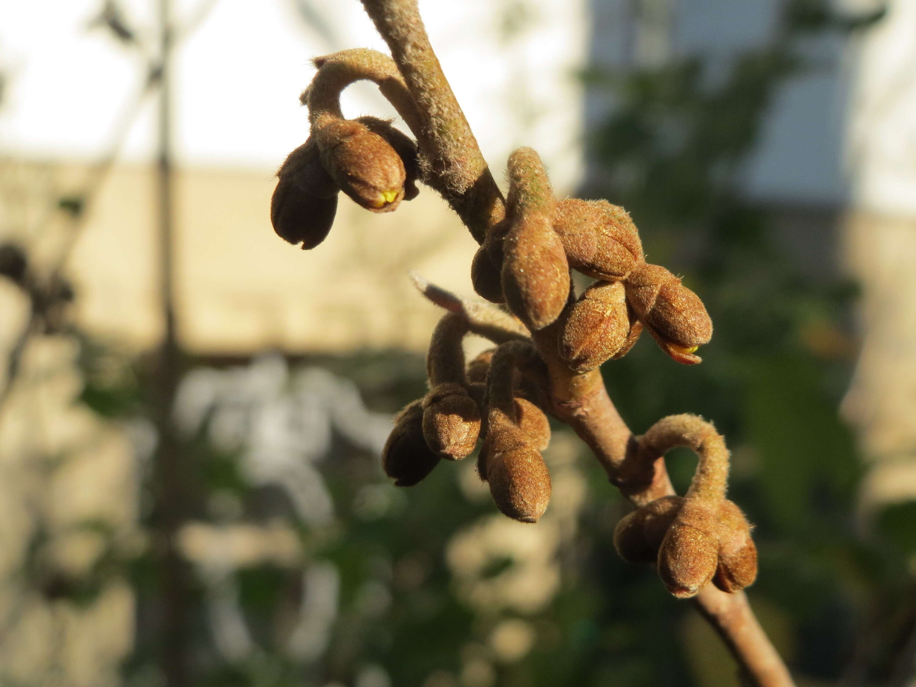 Imagem de Hamamelis virginiana L.