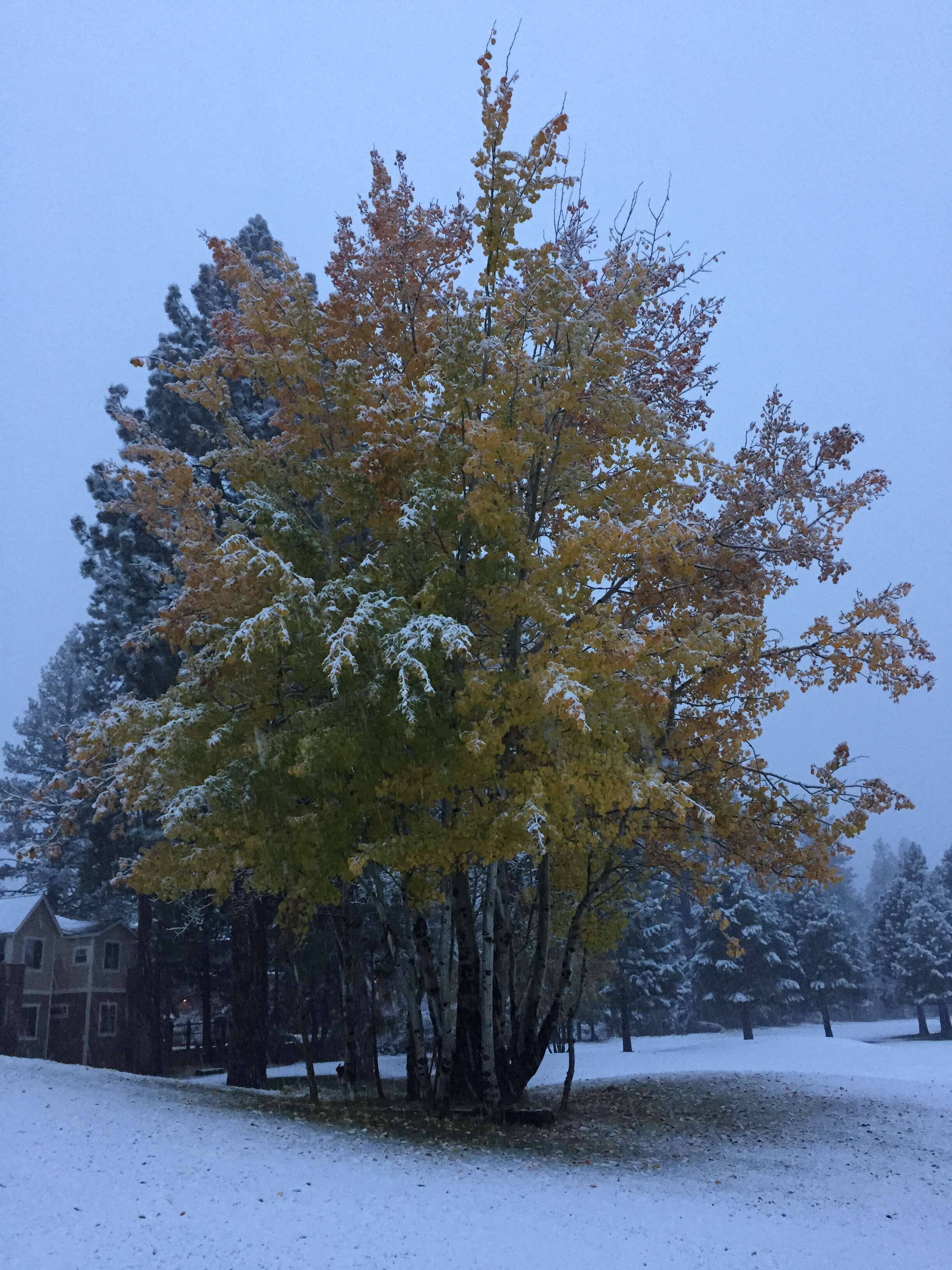 Image of quaking aspen