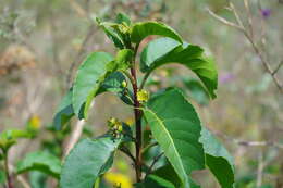 Image of Llagunoa nitida Ruiz & Pav.