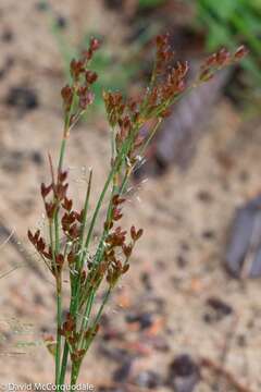 Sivun Juncus brevicaudatus (Engelm.) Fern. kuva