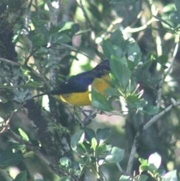 Euphonia violacea aurantiicollis Bertoni & AW 1901的圖片