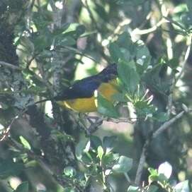 Image of Euphonia violacea aurantiicollis Bertoni & AW 1901