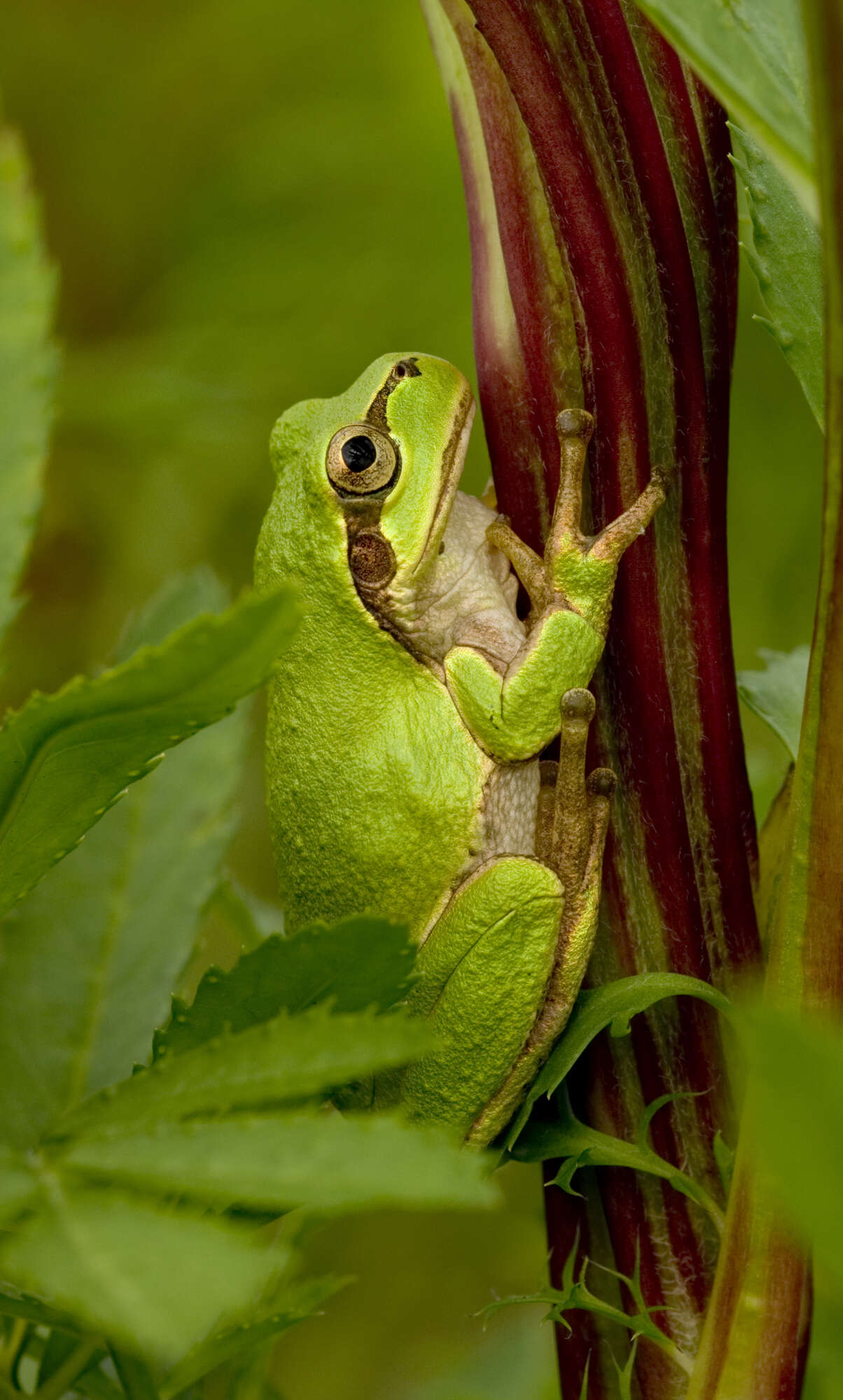 Image of Japanese Tree Frog