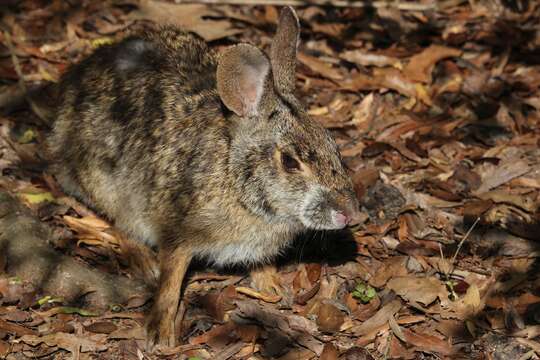 Image of Swamp Rabbit