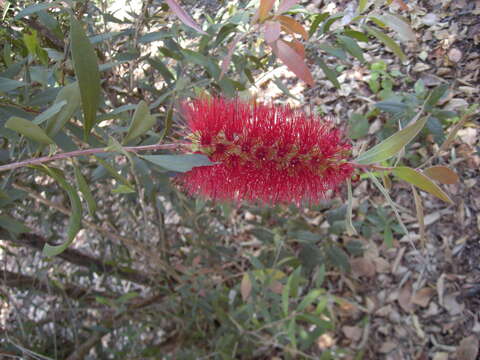 صورة Callistemon comboynensis Cheel