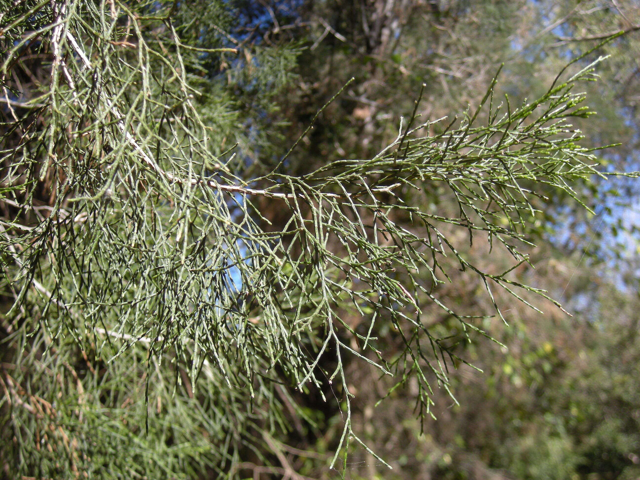 Image of Cypress Pine