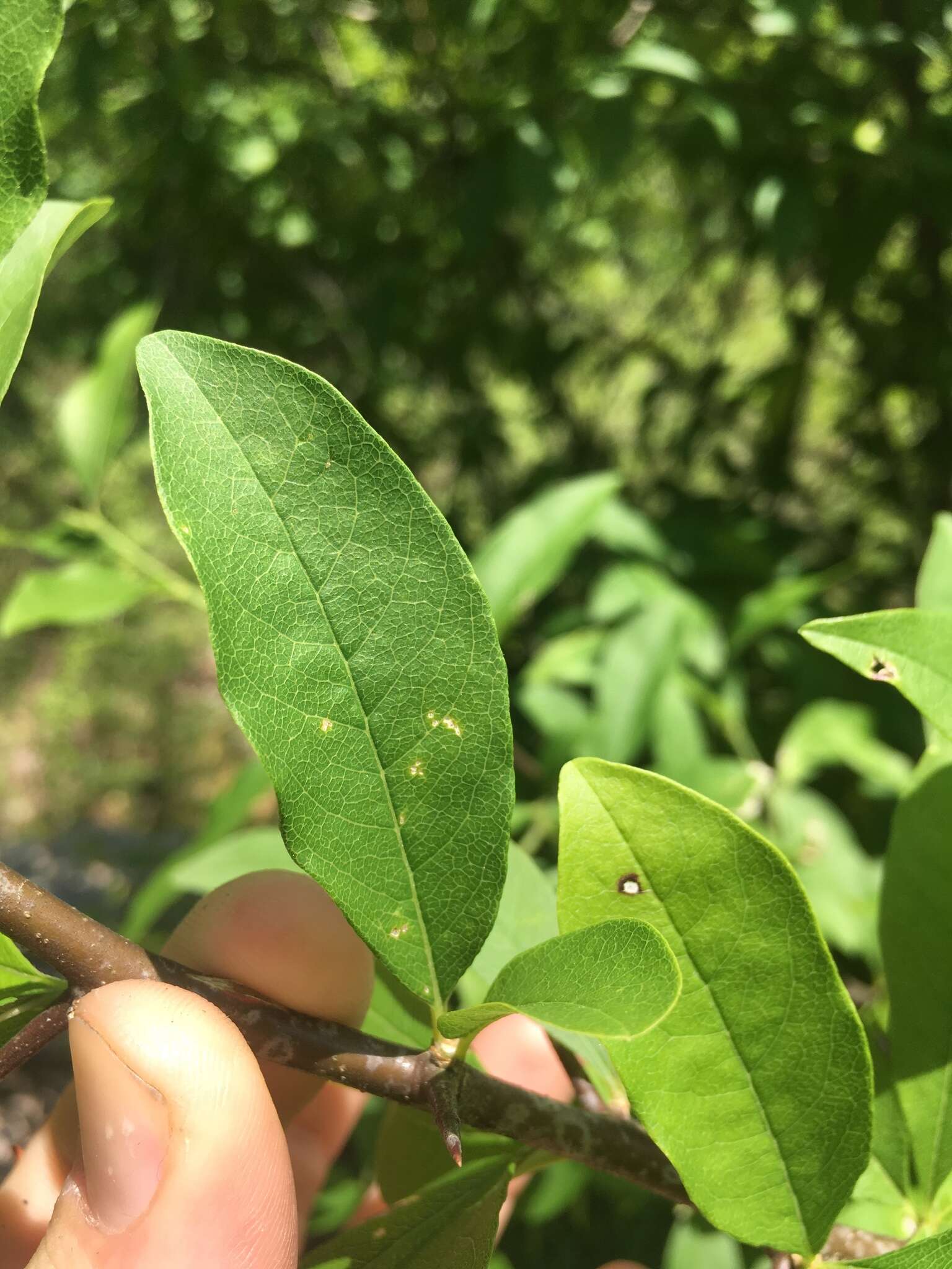 Image of buckthorn bully