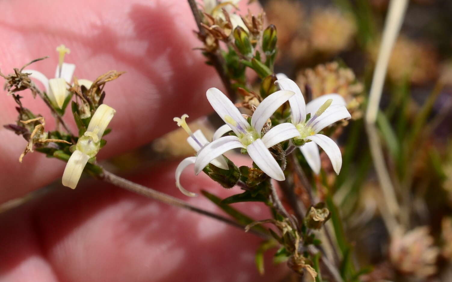 Wahlenbergia longifolia (A. DC.) Lammers resmi