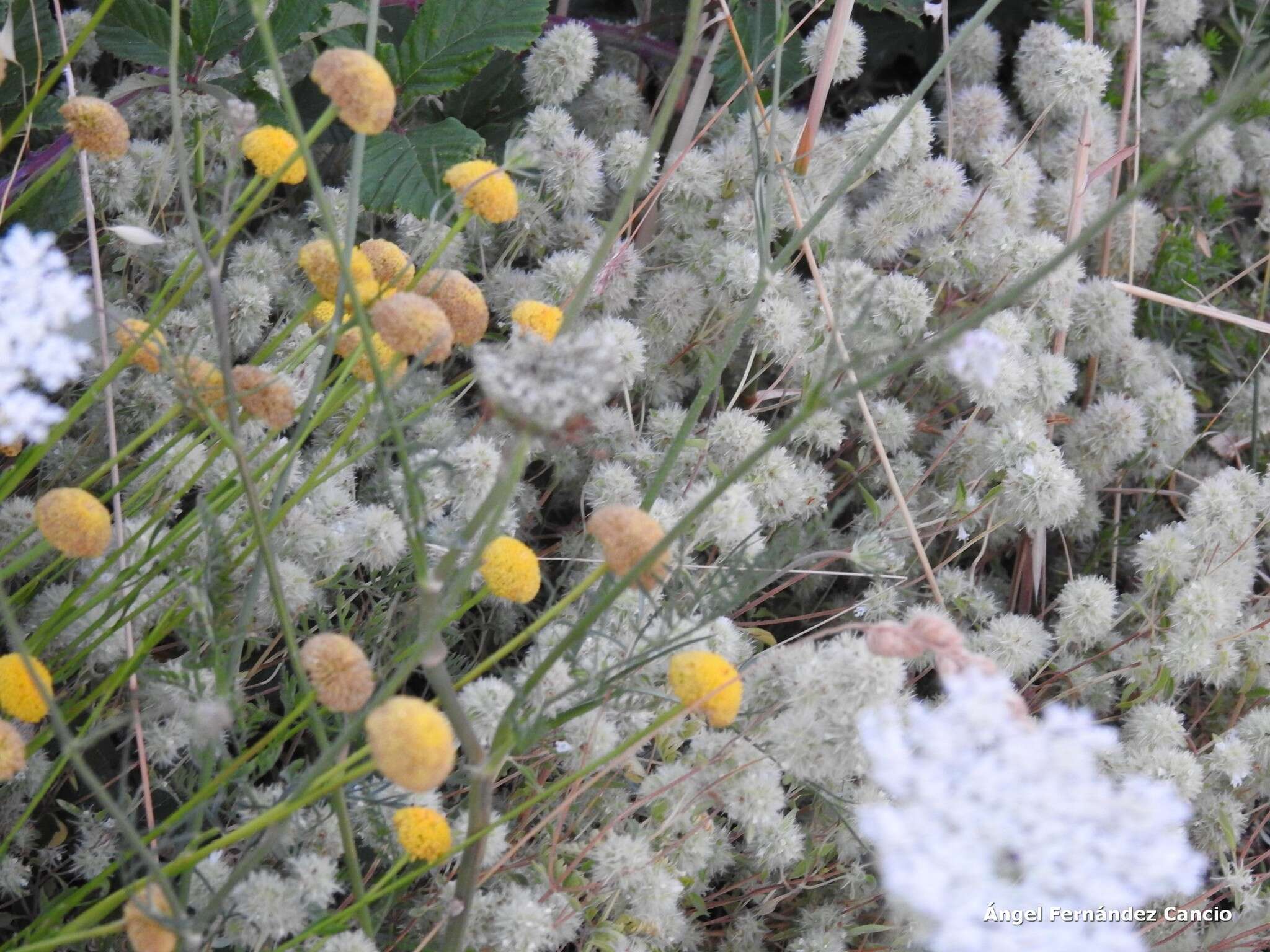 Image of Mastic Thyme