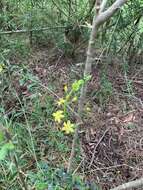 Imagem de Bulbine glauca (Raf.) E. M. Watson