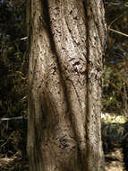 Image of Cypress Pine