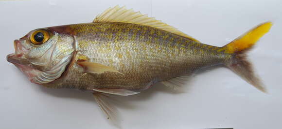 Image of Gold-tailed jobfish