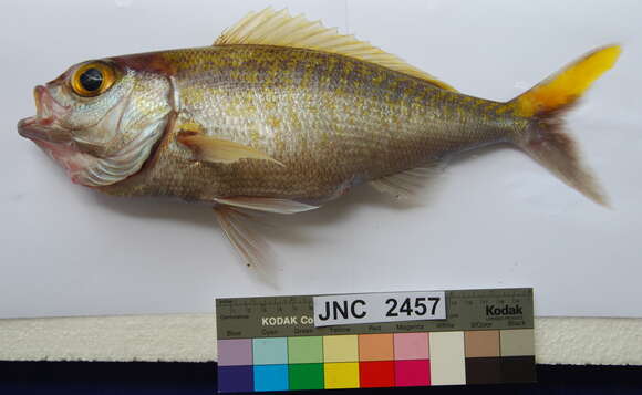 Image of Gold-tailed jobfish